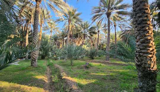 Al Ain Oasis