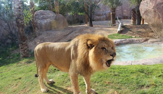 Al Ain Zoo