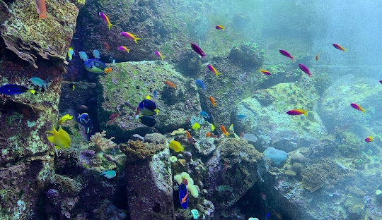 Aquarium Dubai