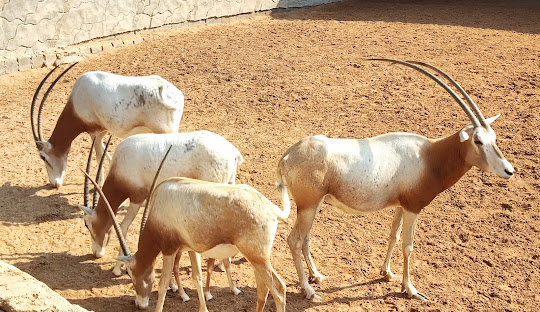 RAK Zoo