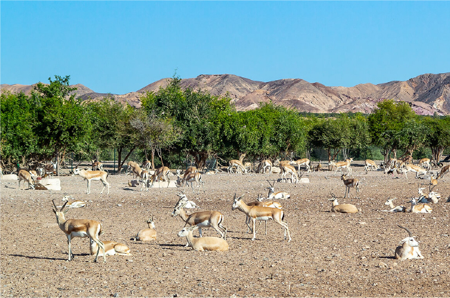 Sir Baniyas Island Sir Baniyas Island
