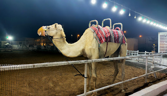 UAE Pygmy Zoo Ajman